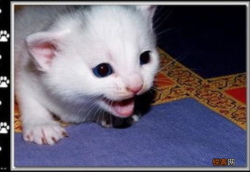 猫咪一天拉几次屎正常