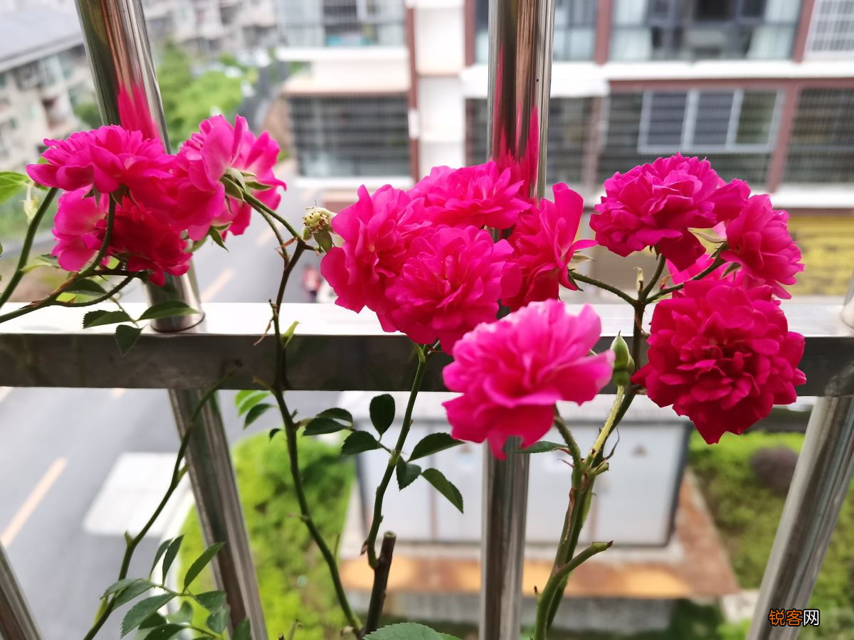 3月最适合剪枝的花 长势迅猛摁都摁不住