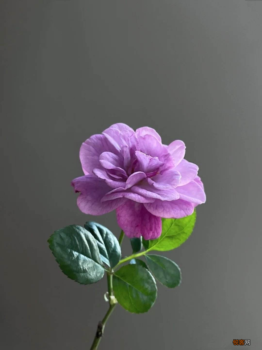 3月最适合剪枝的花 长势迅猛摁都摁不住
