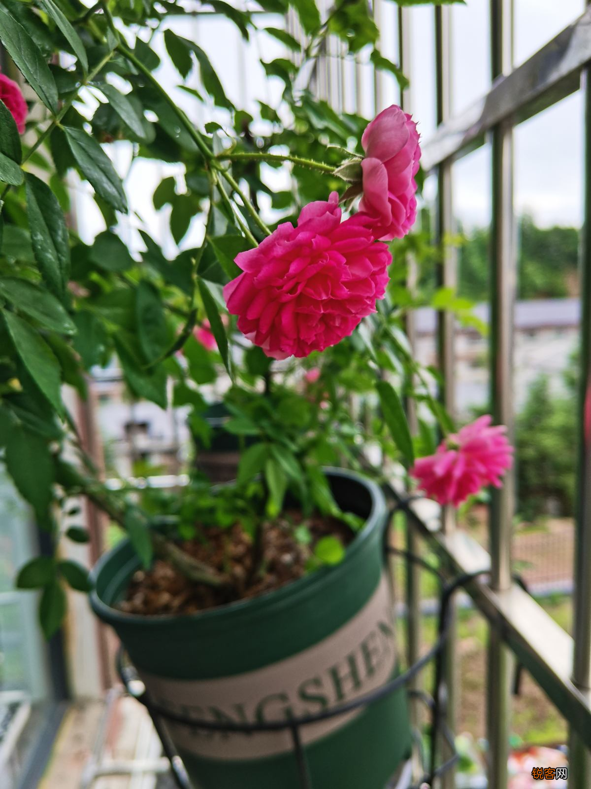 3月最适合剪枝的花 长势迅猛摁都摁不住