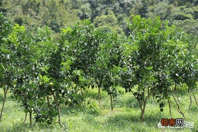 果园可以用草甘膦吗？最适合果园的除草剂是什么？