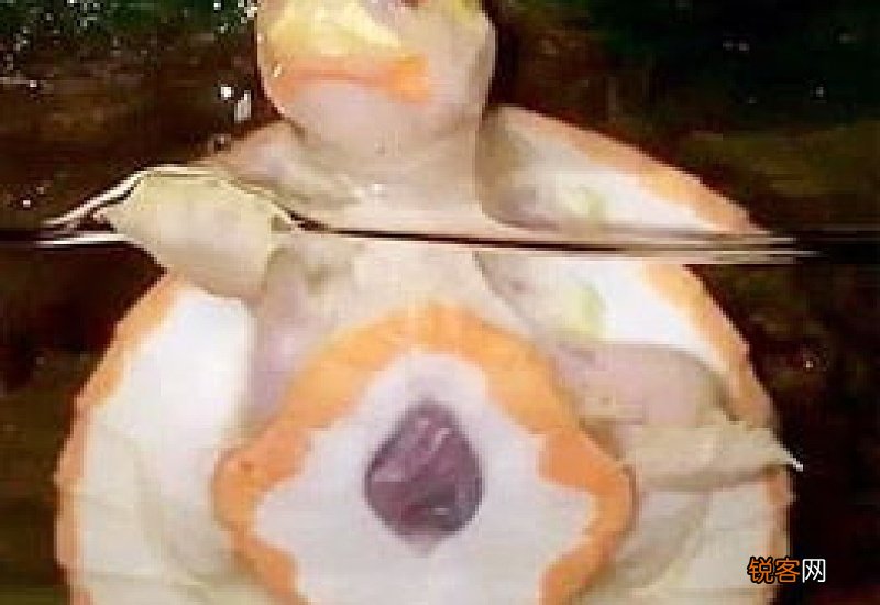 宠物龟能活多久