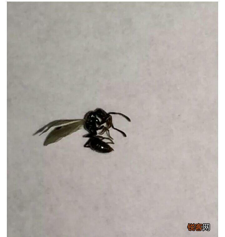 用什么消灭蚂蚁最有效 不用打药就可以解决蚂蚁问题