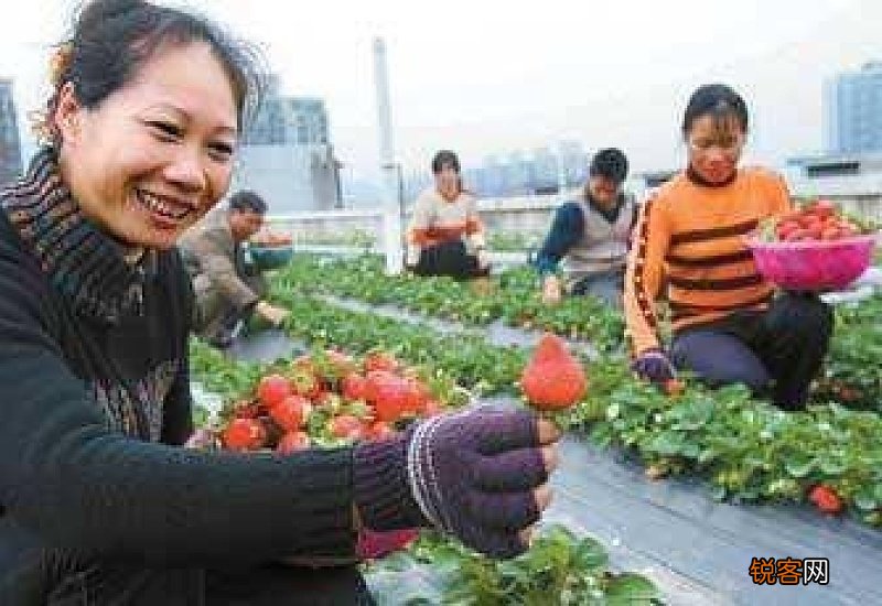楼顶怎么种植草莓