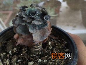 有哪些多肉植物非常好养,并且可以成功度夏的？