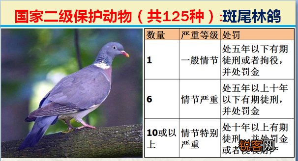 国家二级野生保护动物 最新125类保护名录