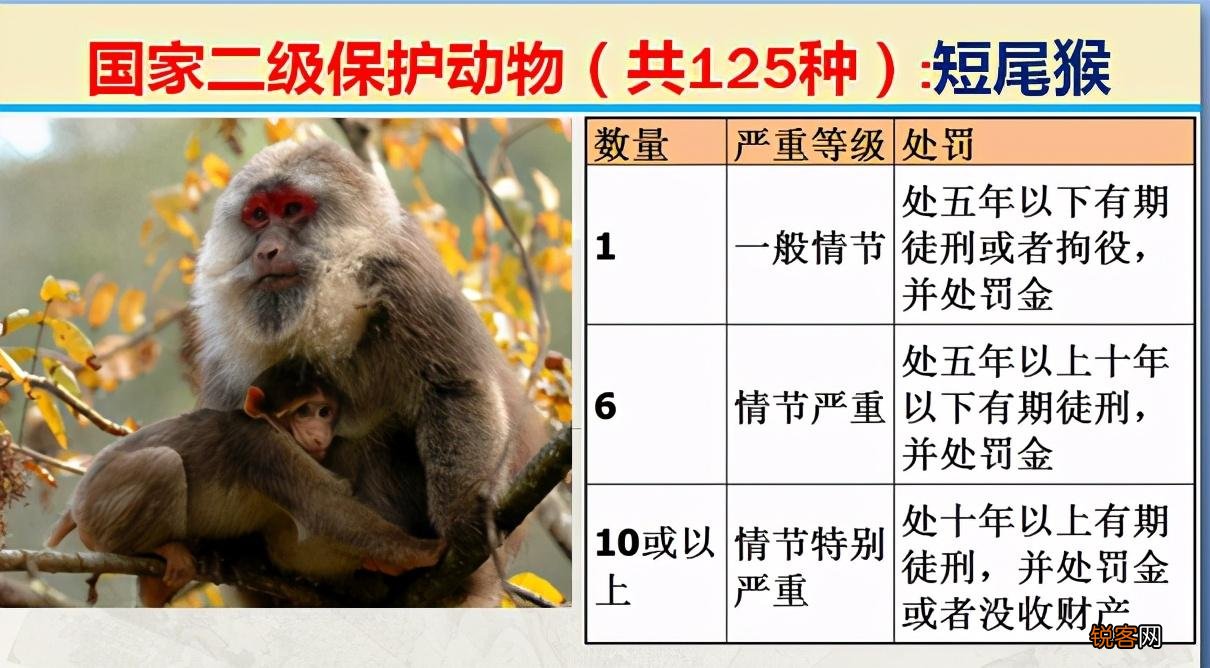 国家二级野生保护动物 最新125类保护名录