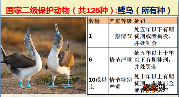 国家二级野生保护动物 最新125类保护名录