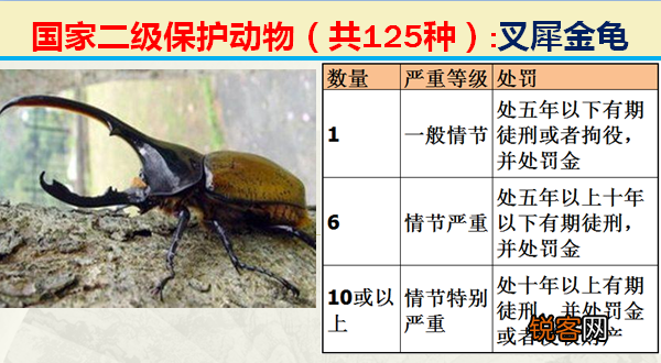 国家二级野生保护动物 最新125类保护名录