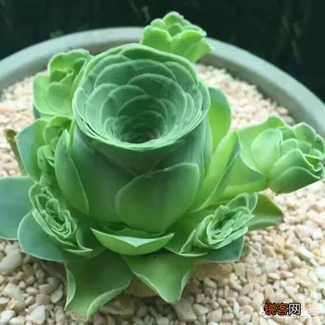 那些高手养的多肉都是什么样的呢？