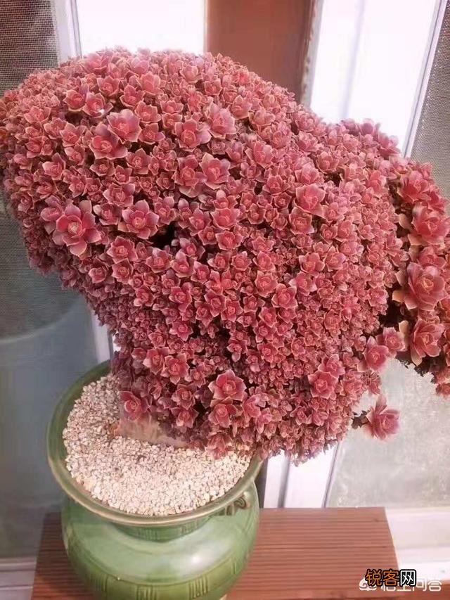 那些高手养的多肉都是什么样的呢？