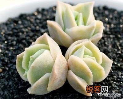 春天来了能推荐几个好看、好养的多肉吗？