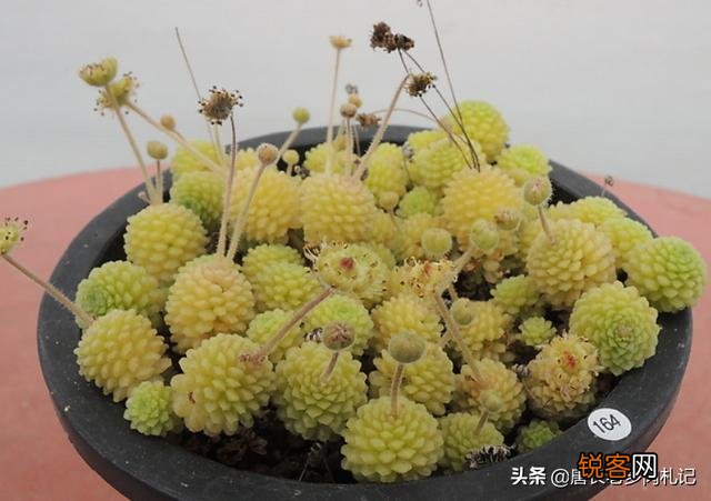 哪种多肉比较好养？