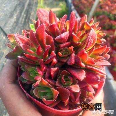 炎炎夏日到了,对于多肉爱好者来说很不好。那么,哪些多肉是最好养活的？