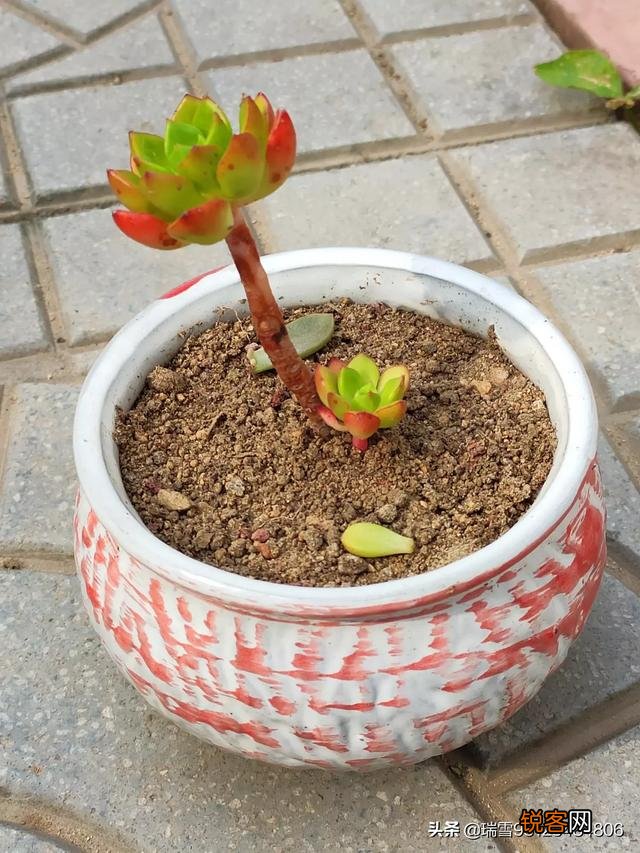 蒂亚就是养不好为什么呢？