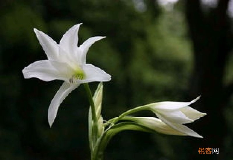 什么时候种百合花