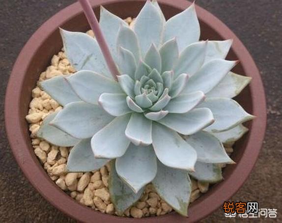 你认为哪一种多肉比较好养又有趣呢？