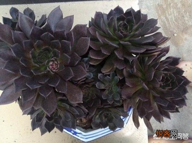 你认为哪一种多肉比较好养又有趣呢？