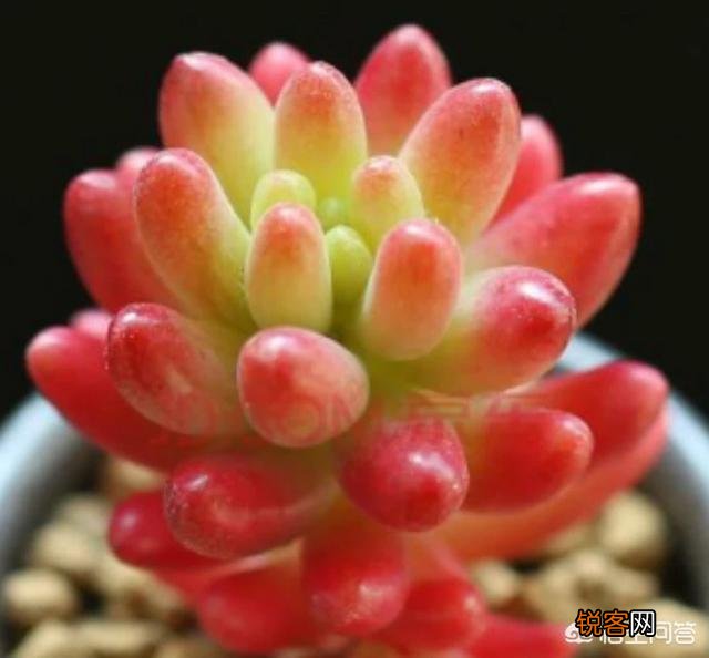你认为哪一种多肉比较好养又有趣呢？