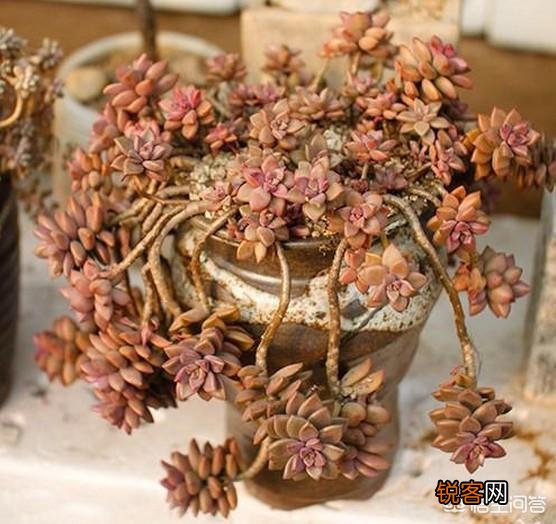 你认为哪一种多肉比较好养又有趣呢？