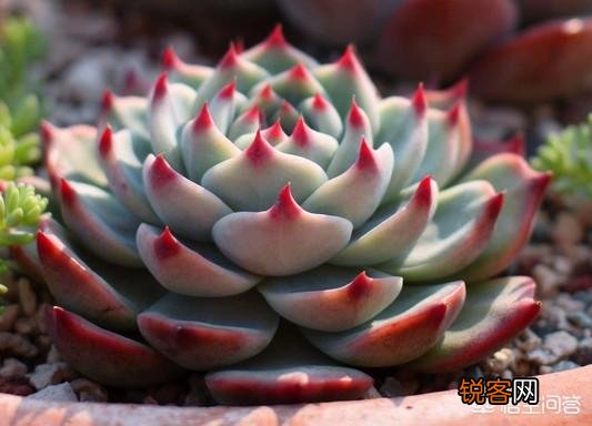 你认为哪一种多肉比较好养又有趣呢？