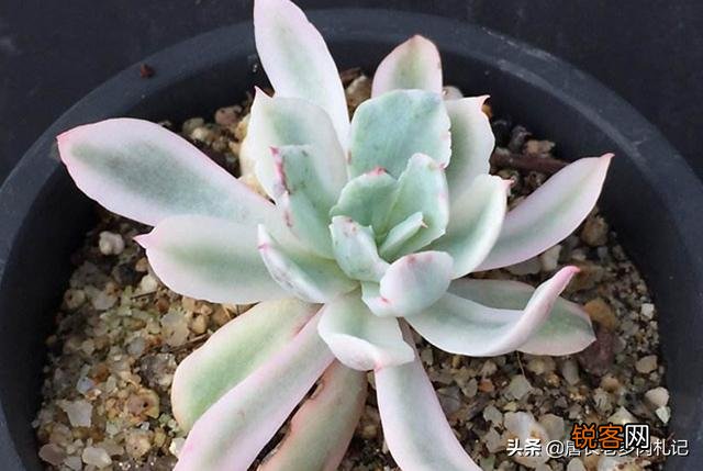 多肉植物花车锦属于法师类吗？刚入手一棵好养吗？