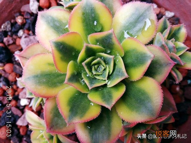 多肉植物花车锦属于法师类吗？刚入手一棵好养吗？