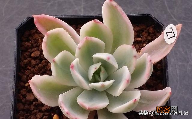 多肉植物花车锦属于法师类吗？刚入手一棵好养吗？