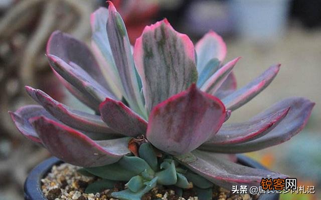 多肉植物花车锦属于法师类吗？刚入手一棵好养吗？