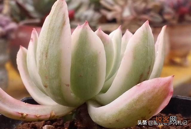 多肉植物花车锦属于法师类吗？刚入手一棵好养吗？