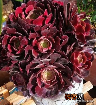 多肉有哪些品种不容易徒长又皮实的啊？