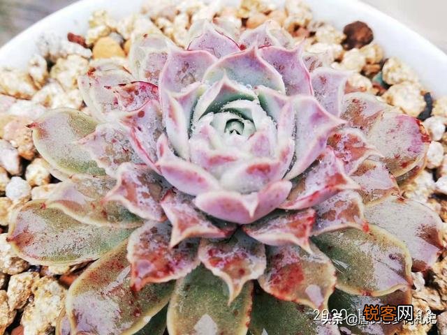 多肉有哪些品种不容易徒长又皮实的啊？