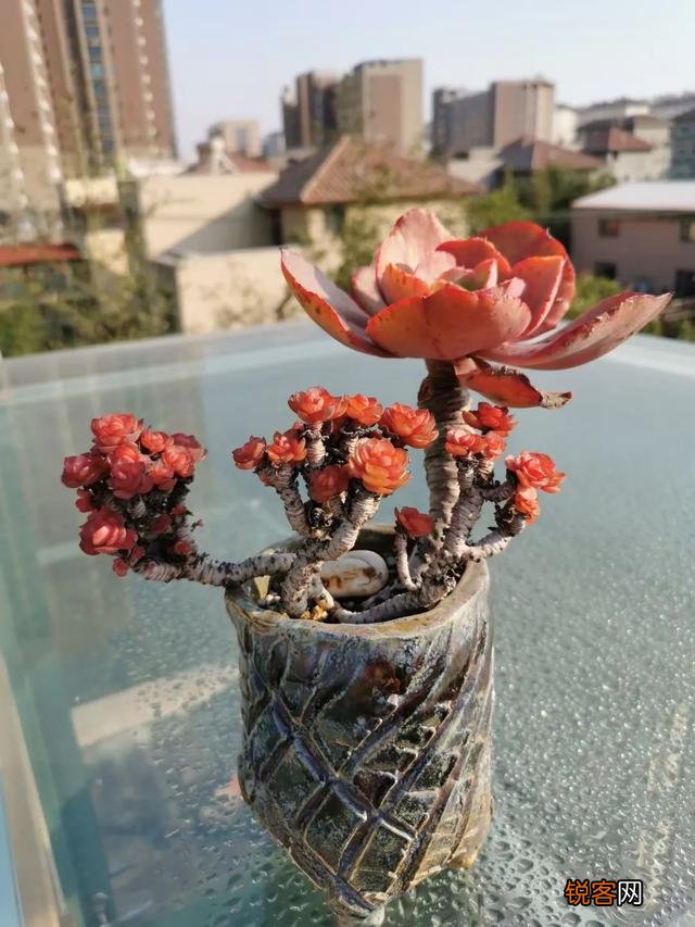 大家来说说什么多肉最好养呢？
