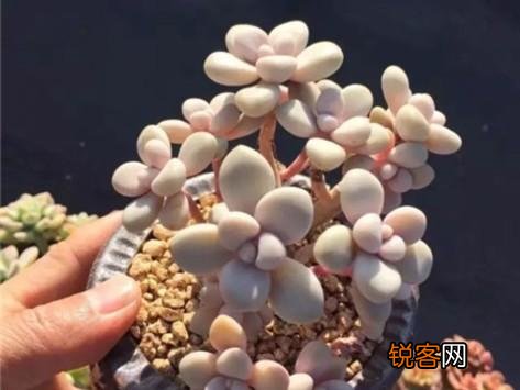 多肉植物美观好养的有哪些,如果拼养哪几种放在一起？最好有图？