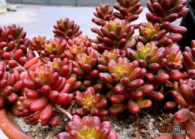 多肉植物美观好养的有哪些,如果拼养哪几种放在一起？最好有图？