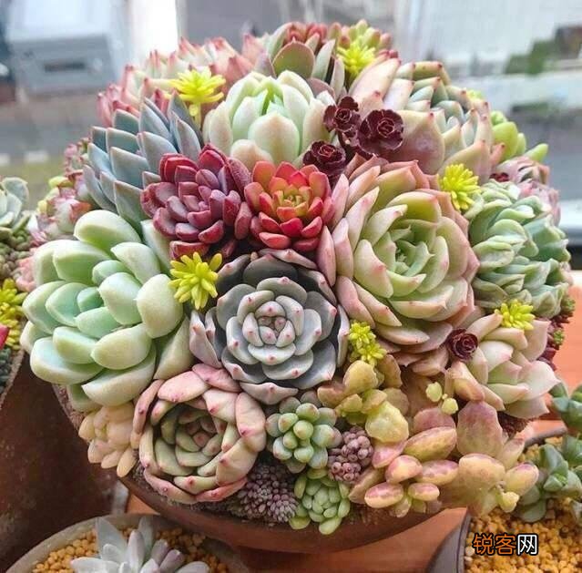 多肉植物美观好养的有哪些,如果拼养哪几种放在一起？最好有图？