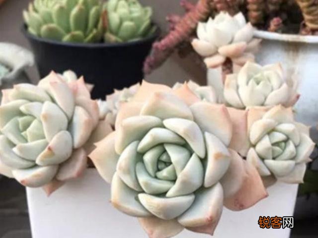 多肉植物美观好养的有哪些,如果拼养哪几种放在一起？最好有图？