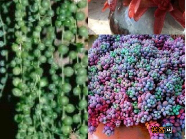 多肉植物美观好养的有哪些,如果拼养哪几种放在一起？最好有图？