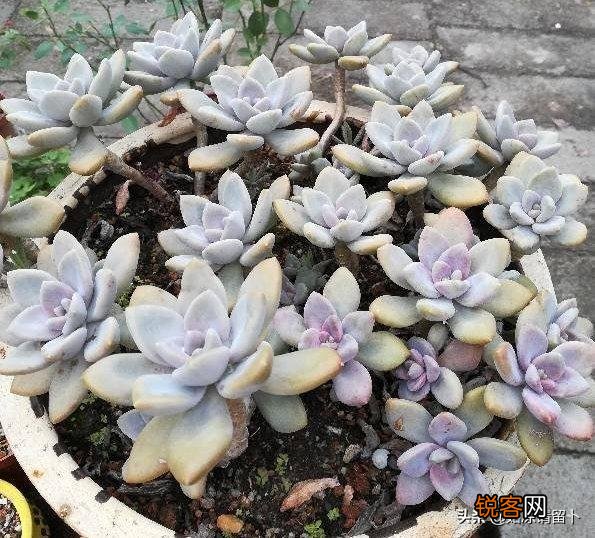 多肉植物美观好养的有哪些,如果拼养哪几种放在一起？最好有图？