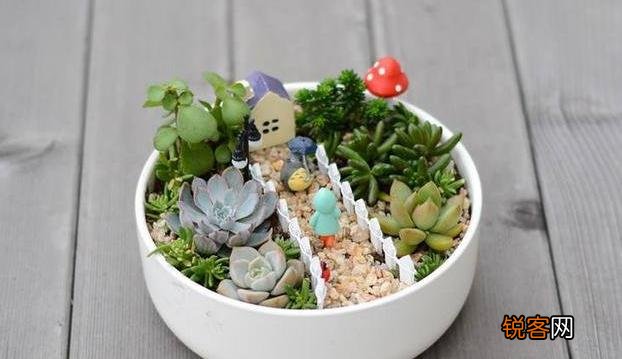 多肉植物美观好养的有哪些,如果拼养哪几种放在一起？最好有图？