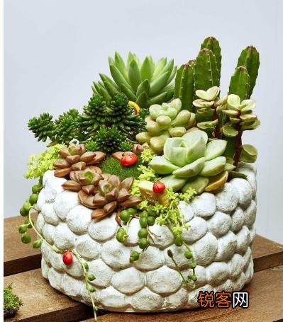 多肉植物美观好养的有哪些,如果拼养哪几种放在一起？最好有图？