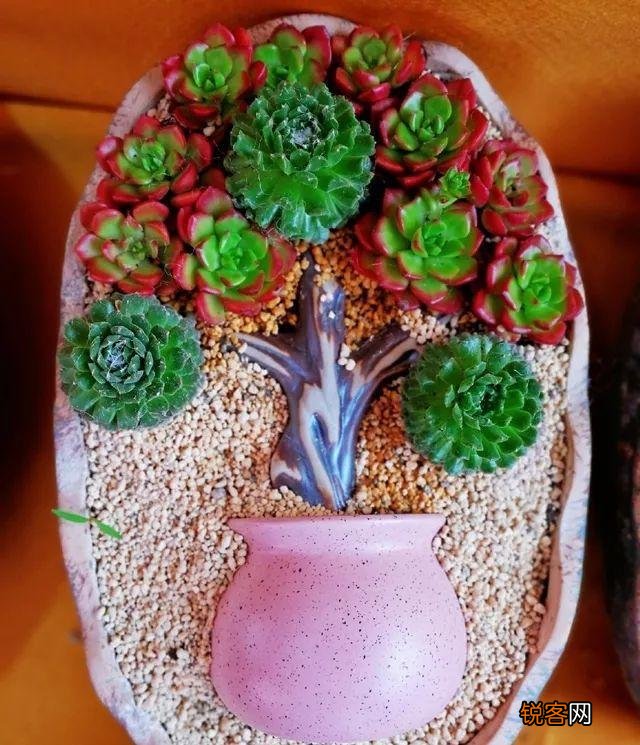多肉植物美观好养的有哪些,如果拼养哪几种放在一起？最好有图？