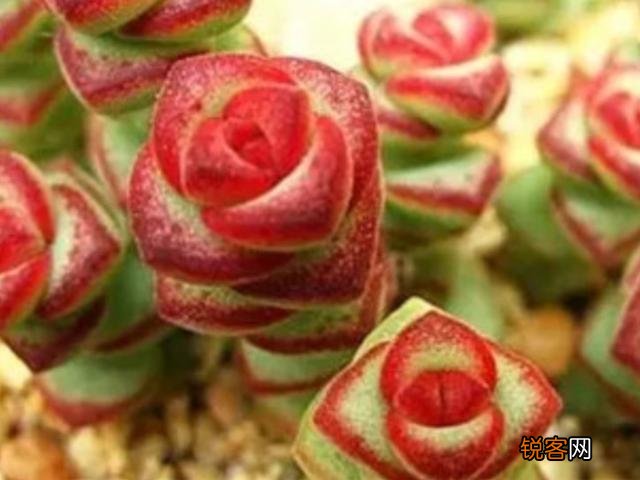 多肉植物美观好养的有哪些,如果拼养哪几种放在一起？最好有图？