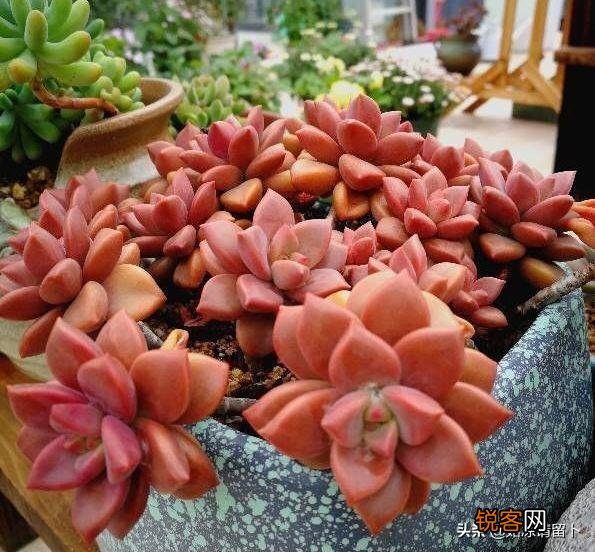 多肉植物美观好养的有哪些,如果拼养哪几种放在一起？最好有图？