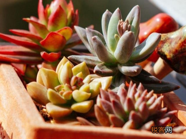 多肉植物美观好养的有哪些,如果拼养哪几种放在一起？最好有图？