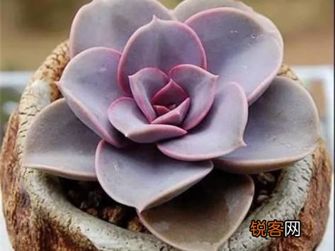 多肉植物美观好养的有哪些,如果拼养哪几种放在一起？最好有图？
