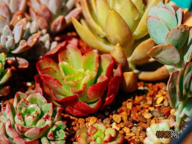 多肉植物美观好养的有哪些,如果拼养哪几种放在一起？最好有图？