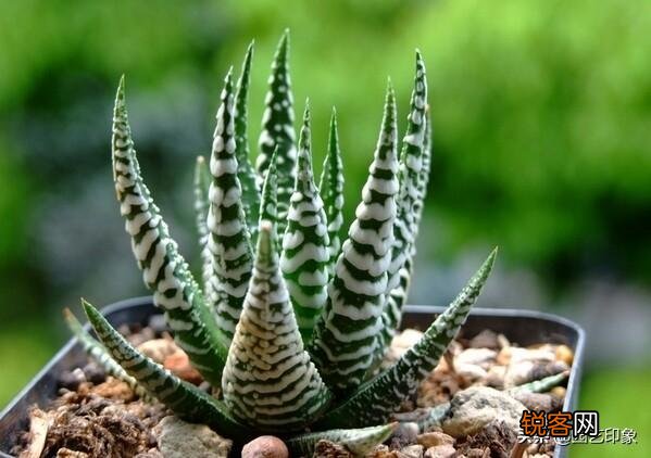 养多肉是种植法师好还是别的多肉好养？