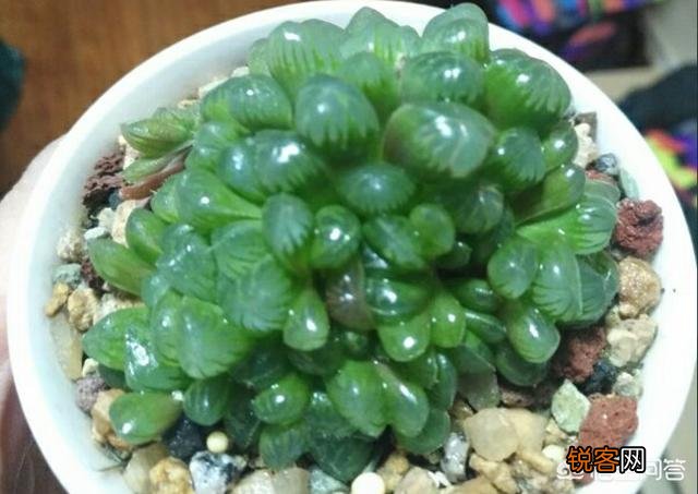 养多肉是种植法师好还是别的多肉好养？