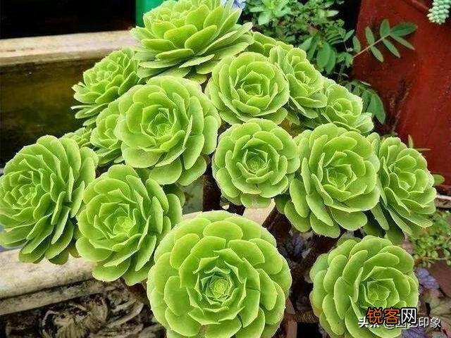 养多肉是种植法师好还是别的多肉好养？